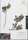 Foto von Salix glabra Scop.